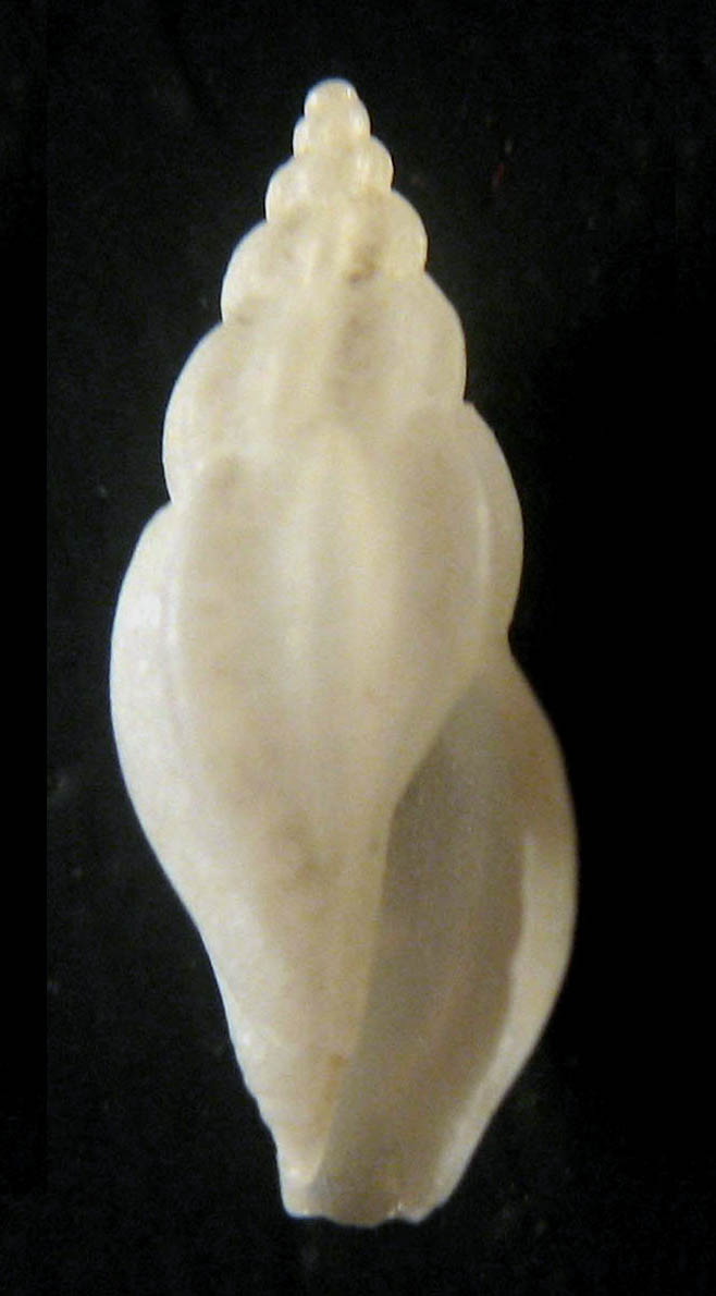 Conidae  nel Mediterraneo : Genere Mangelia